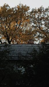 A shaded suburban roof beneath mature trees with leaves gathered in the valleys and gutters.